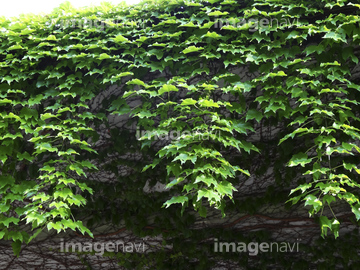 蔦の葉 の画像素材 葉 花 植物の写真素材ならイメージナビ