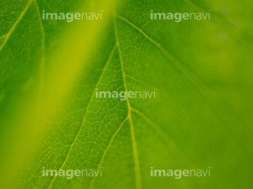 ハクモクレン 葉 の画像素材 花 植物の写真素材ならイメージナビ