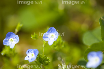 オオイヌノフグリ の画像素材 花 植物の写真素材ならイメージナビ