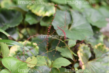 水引草 の画像素材 花 植物の写真素材ならイメージナビ