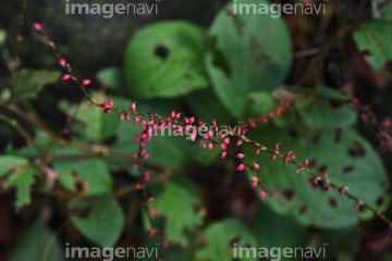 水引草 の画像素材 花 植物の写真素材ならイメージナビ