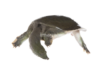 スッポン の画像素材 爬虫類 両生類 生き物の写真素材ならイメージナビ