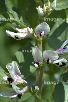 空豆の花 の画像素材 健康管理 ライフスタイルの写真素材ならイメージナビ