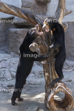 マレーグマ の画像素材 陸の動物 生き物の写真素材ならイメージナビ