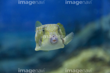 生き物 魚類 フグ ハリセンボン の画像素材 写真素材ならイメージナビ