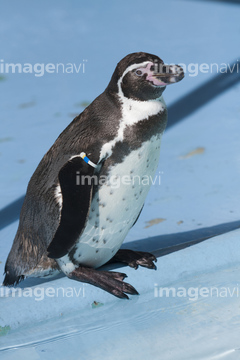 ペンギン イラスト フンボルトペンギン ロイヤリティフリー の画像素材 鳥類 生き物の写真素材ならイメージナビ