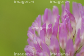 紫詰草 シロツメクサ の画像素材 葉 花 植物の写真素材ならイメージナビ