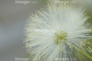 白い綿毛 の画像素材 その他植物 花 植物の写真素材ならイメージナビ