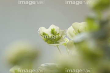 アイビー の画像素材 その他植物 花 植物の写真素材ならイメージナビ