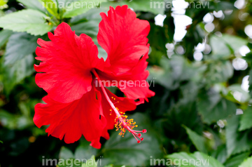 ハイビスカス 花畑 の画像素材 樹木 花 植物の写真素材ならイメージナビ