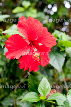 ハイビスカス 花畑 の画像素材 樹木 花 植物の写真素材ならイメージナビ