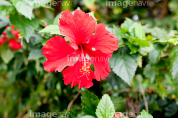 ハイビスカス 花畑 の画像素材 樹木 花 植物の写真素材ならイメージナビ