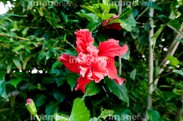 ハイビスカス 花畑 の画像素材 樹木 花 植物の写真素材ならイメージナビ