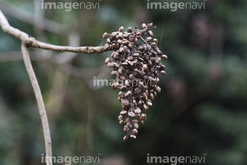 ハゼノキ の画像素材 樹木 花 植物の写真素材ならイメージナビ