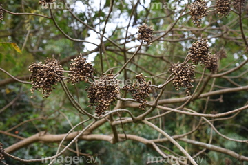 ハゼノキ の画像素材 樹木 花 植物の写真素材ならイメージナビ