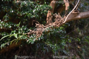 ハゼノキ の画像素材 樹木 花 植物の写真素材ならイメージナビ