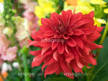 花ダリア の画像素材 その他植物 花 植物の写真素材ならイメージナビ