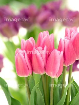 チューリップ 生け花 フラワーアレンジメント の画像素材 花 植物の写真素材ならイメージナビ