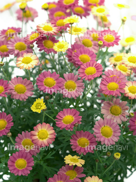 マーガレットの花 の画像素材 趣味 遊び ライフスタイルの写真素材ならイメージナビ