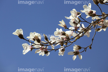 コブシの花 の画像素材 公園 文化財 町並 建築の写真素材ならイメージナビ