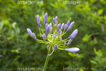 アガパンサス の画像素材 その他植物 花 植物の写真素材ならイメージナビ