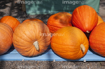 ハロウィン かぼちゃ ジャンボカボチャ ロイヤリティフリー の画像素材 健康管理 ライフスタイルの写真素材ならイメージナビ