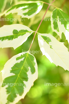 白い葉っぱ の画像素材 葉 花 植物の写真素材ならイメージナビ
