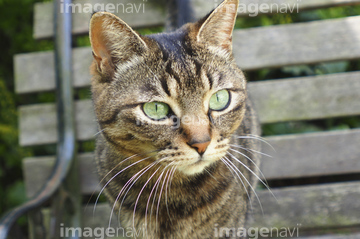 キジ猫 の画像素材 ペット 生き物の写真素材ならイメージナビ