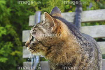キジ猫 の画像素材 ペット 生き物の写真素材ならイメージナビ