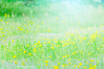 花の草原 の画像素材 花 植物の写真素材ならイメージナビ