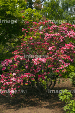 カルミア オスボレッド の画像素材 花 植物の写真素材ならイメージナビ