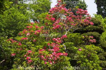 カルミア オスボレッド の画像素材 花 植物の写真素材ならイメージナビ