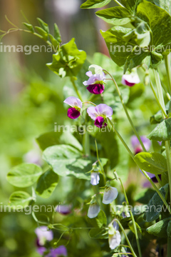 エンドウの花 の画像素材 健康管理 ライフスタイルの写真素材ならイメージナビ