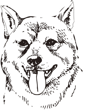 小型犬 イラスト 柴犬 の画像素材 生き物 イラスト Cgのイラスト素材ならイメージナビ