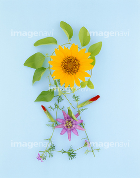 季節のイラスト ひまわり かわいい イラスト の画像素材 花 植物 イラスト Cgのイラスト素材ならイメージナビ