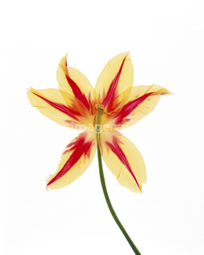 チューリップの押し花 の画像素材 写真素材ならイメージナビ