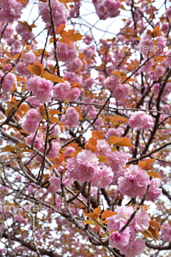 カンザン桜 の画像素材 樹木 花 植物の写真素材ならイメージナビ