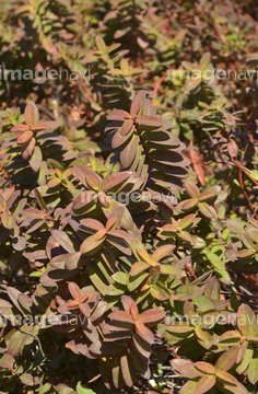 ヒペリカム カリシナム の画像素材 葉 花 植物の写真素材ならイメージナビ
