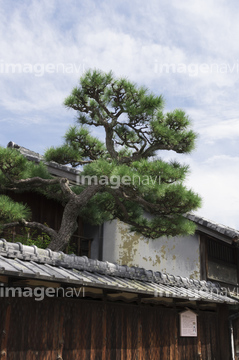 見越しの松 の画像素材 住宅 インテリアの写真素材ならイメージナビ