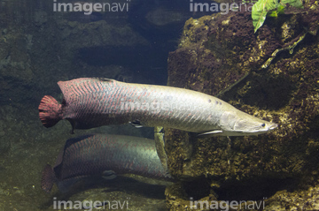 ピラルクー の画像素材 魚類 生き物の写真素材ならイメージナビ