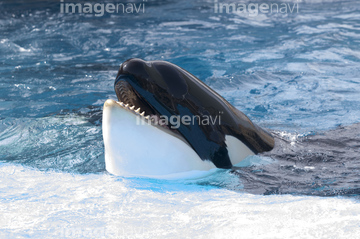 水族館 日本 水槽 名古屋港水族館 ロイヤリティフリー の画像素材 日本 国 地域の写真素材ならイメージナビ