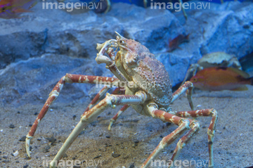 タカアシガニ の画像素材 海の動物 生き物の写真素材ならイメージナビ