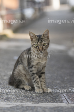 座る猫 の画像素材 ペット 生き物の写真素材ならイメージナビ