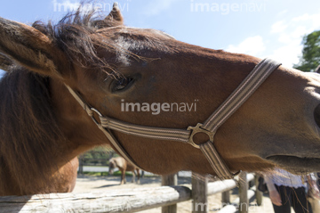 馬の顔 の画像素材 年賀 グリーティングの写真素材ならイメージナビ
