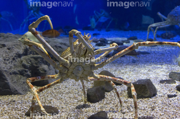 タカアシガニ の画像素材 海の動物 生き物の写真素材ならイメージナビ