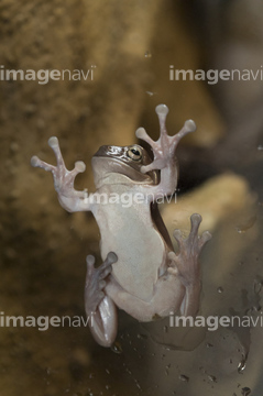 日本 カエル 動物 近畿地方 アオガエル の画像素材 爬虫類 両生類 生き物の写真素材ならイメージナビ
