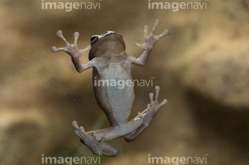 日本 カエル 動物 近畿地方 アオガエル の画像素材 爬虫類 両生類 生き物の写真素材ならイメージナビ