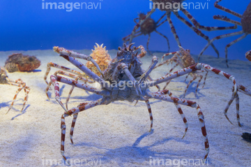 タカアシガニ の画像素材 海の動物 生き物の写真素材ならイメージナビ