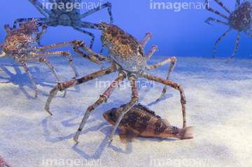 タカアシガニ の画像素材 海の動物 生き物の写真素材ならイメージナビ