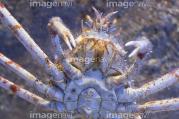 タカアシガニ の画像素材 海の動物 生き物の写真素材ならイメージナビ